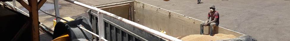 mv Gora in Conakry - inside wheat cargo hold